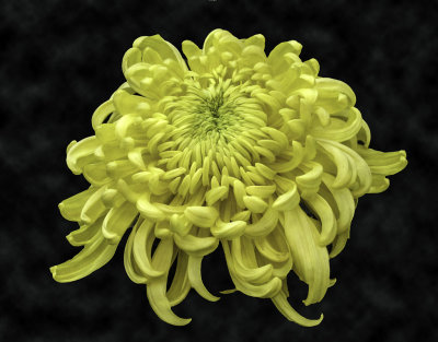 Chrysanthemum .jpg