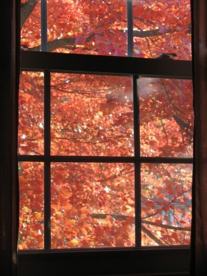 Fall thru the window.jpg