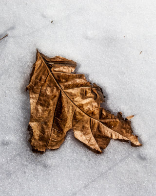 Lonely Leaf in Snow 1 of 1.JPG