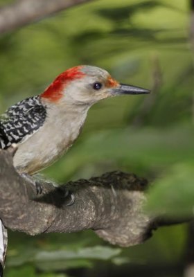 Red Bellied Woodpecker.jpg