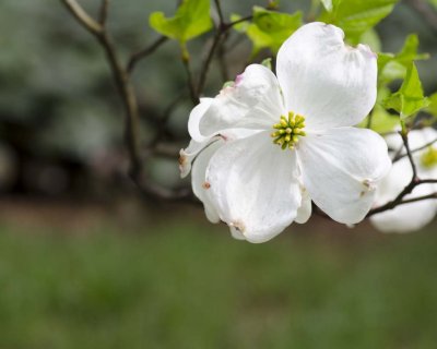 Dogwood.jpg