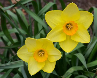 Two Daffodils.jpg