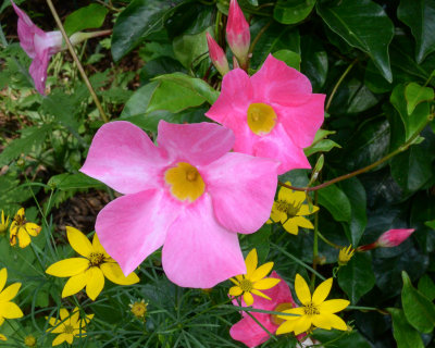 pink  yellow1024.jpg