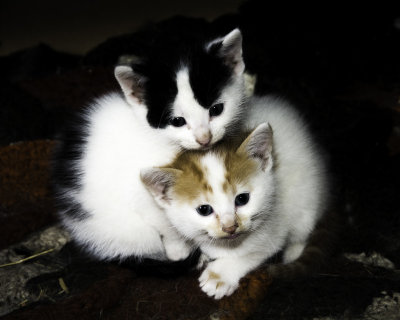 Barn Kittens.jpg