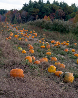 Pumpkin Field.JPG