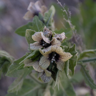 Black Henbane.JPG