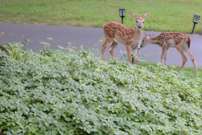 Spotted Deer.jpg