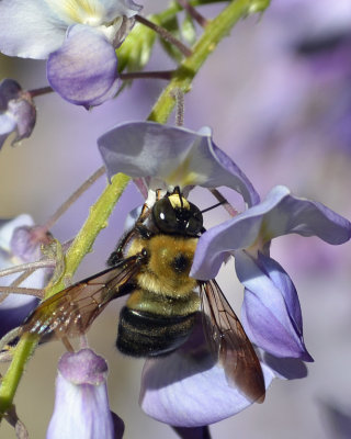 Bee Wisteria.jpg