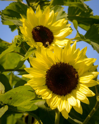 Sunflowers at Laudholme.jpg