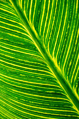 Green Leaf.jpg