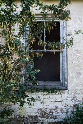 Overgrown Window.JPG