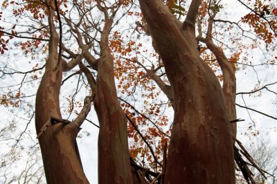 giant crepe myrtle.jpg