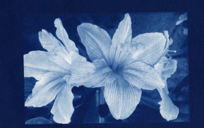 Cyanotype Lilies.jpg