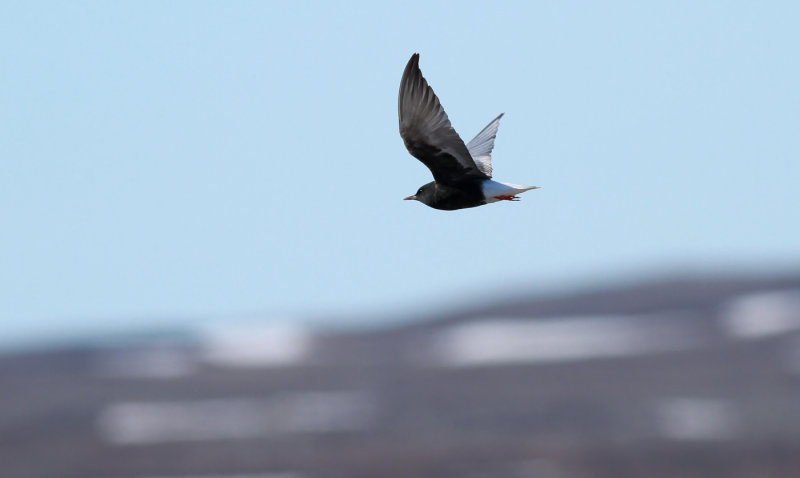 White-winged Black Tern / Vitvingad tärna (Chlidonias leucopterus)