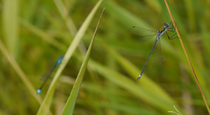 Lestes sponsa / Pudrad smaragdflickslända