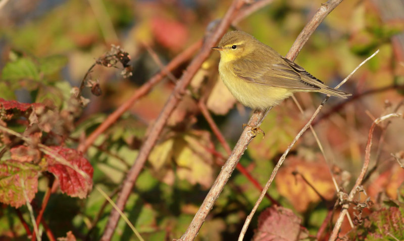 Willow Warbler / Lövsångare (Phylloscopus trochilus)