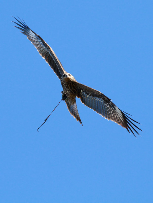 Black Kite / Brun glada (Milvus migrans)