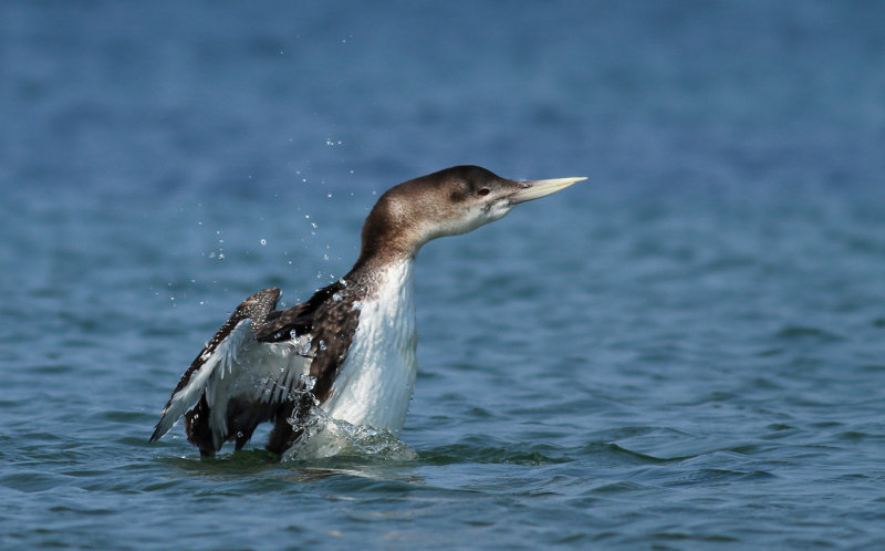 White-billed Diver / Vitnäbbad islom (Gavia adamsii)