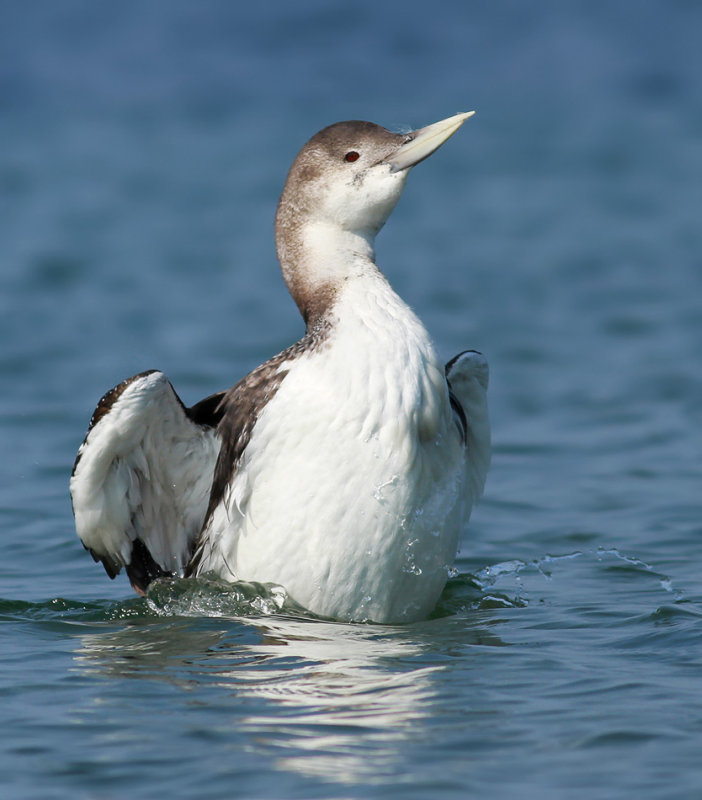 White-billed Diver / Vitnäbbad islom (Gavia adamsii)