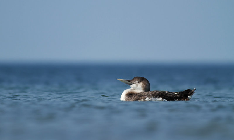 White-billed Diver / Vitnäbbad islom (Gavia adamsii)