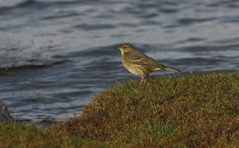 Rock Pipit / Skärpiplärka (Anthus petrosus)