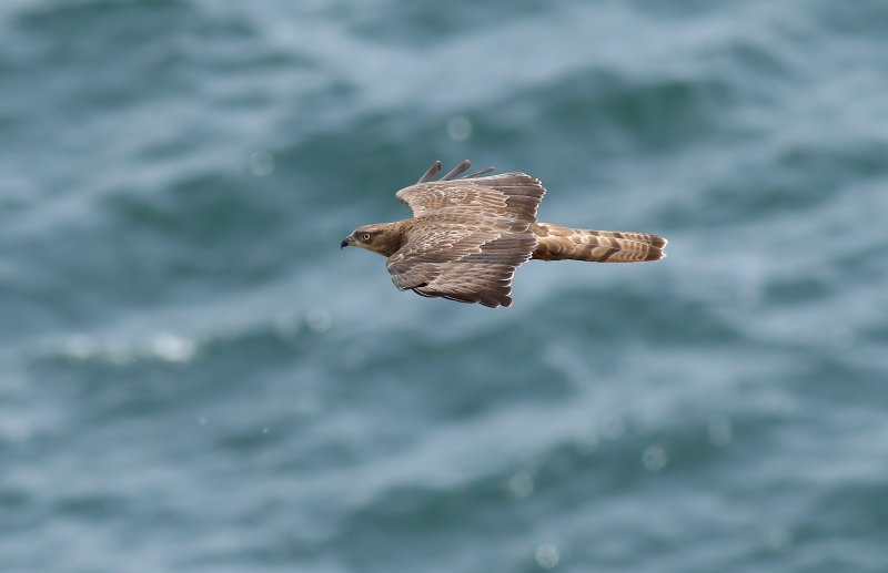 Honey Buzzard / Bivråk (Pernis apivorus)
