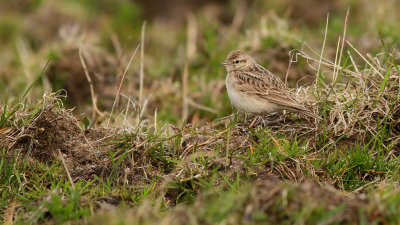 Short-toed Lark / Korttålärka (Calandrella brachydactyla)