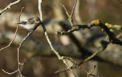 Collared Flycatcher / Halsbandsflugsnappare (Ficedula albicollis)