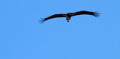 Black Stork / Svart stork (Ciconia nigra)