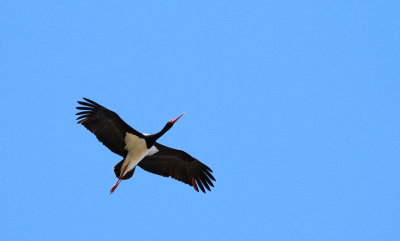 Black Stork / Svart stork (Ciconia nigra)