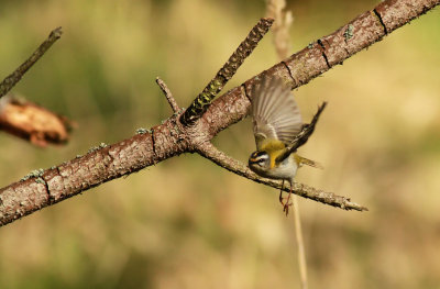 Firecrest / Brandkronad kungsfågel (Regulus ignicapillus)