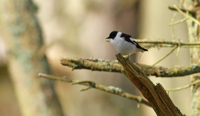 Collared Flycatcher / Halsbandsflugsnappare (Ficedula albicollis)
