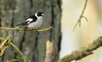 Collared Flycatcher / Halsbandsflugsnappare (Ficedula albicollis)
