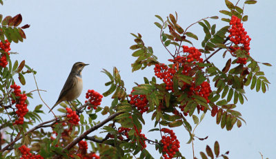 Bluethroat / Blåhake (Luscinia svecica)