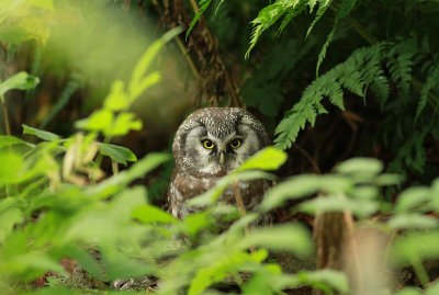 Tengmalm's Owl / Pärluggla (Aegolius funereus)