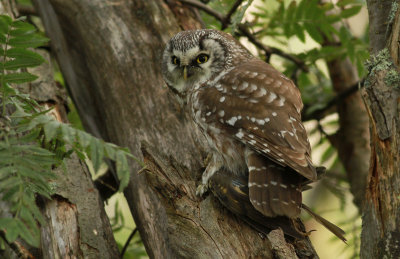 Tengmalm's Owl / Pärluggla (Aegolius funereus)