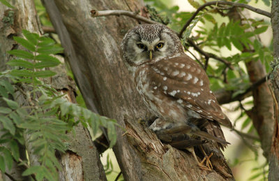 Tengmalm's Owl / Pärluggla (Aegolius funereus)