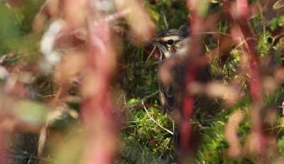 Bluethroat / Blåhake (Luscinia svecica)