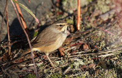 Bluethroat / Blåhake (Luscinia svecica)