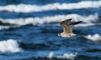 Lesser Black-backed Gull / Silltrut (Larus fuscus)