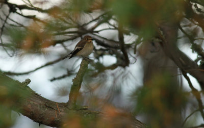 Pied Flycatcher / Svartvit flugsnappare (Ficedula hypoleuca)