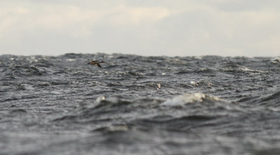 Goosander / Storskrake (Mergus merganser)