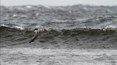 Common Gull / Fiskmås (Larus canus)