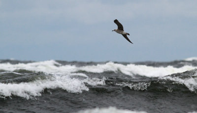 Lesser Black-backed Gull / Silltrut (Larus fuscus)