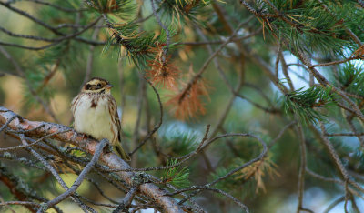 Rustic Bunting / Videsparv (Emberiza rustica)