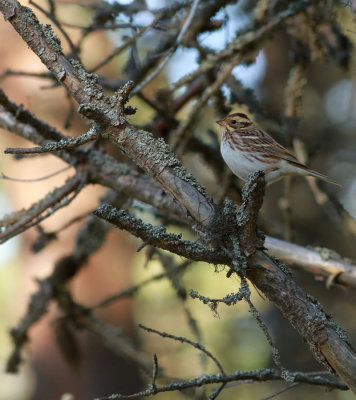 Rustic Bunting / Videsparv (Emberiza rustica)