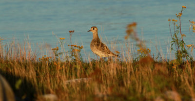 Golden Plover / Ljungpipare (Pluvialis apricaria)