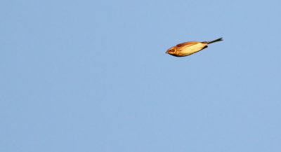 Reed Bunting / Sävsparv (Emberiza schoeniclus)