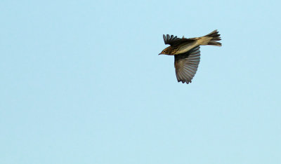 Tree Pipit / Trädpiplärka (Anthus trivialis)