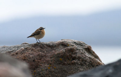 Northern Wheatear / Stenskvtta